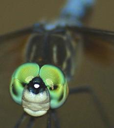 Dragonfly Eyes